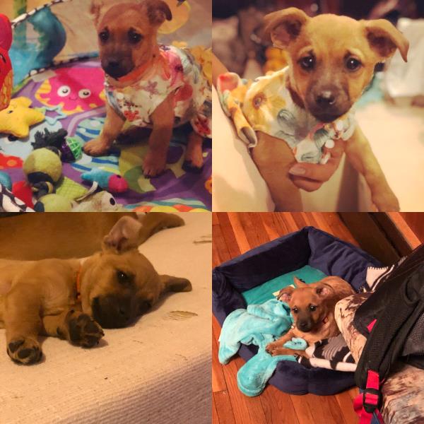 /Images/uploads/Minnesota Spay Neuter Assistance Program/MNSNAP/entries/9451thumb.jpg